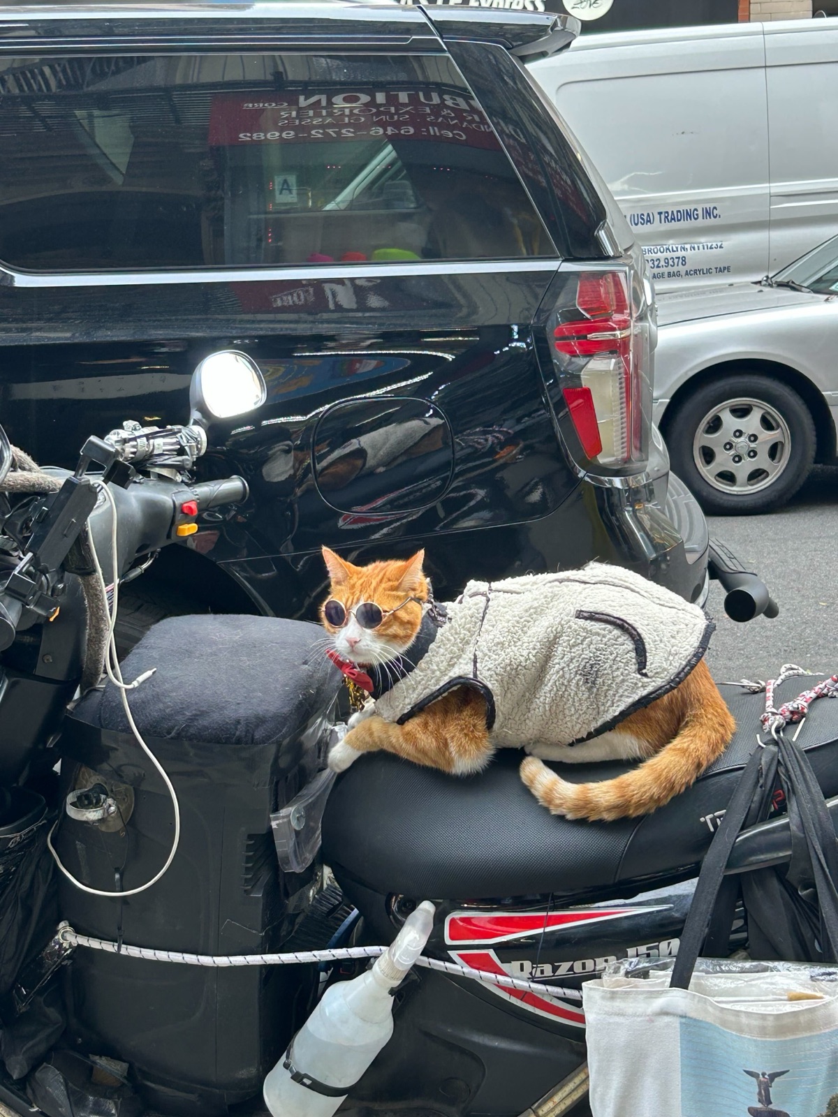Cool cat